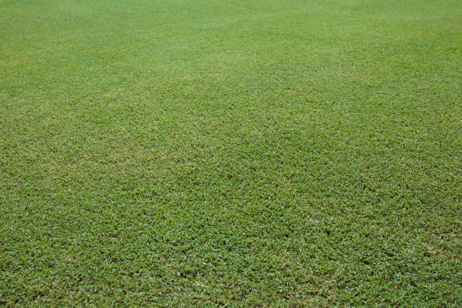 Turf Varieties - Twin View Turf - Producer of Australia’s Best Lawns